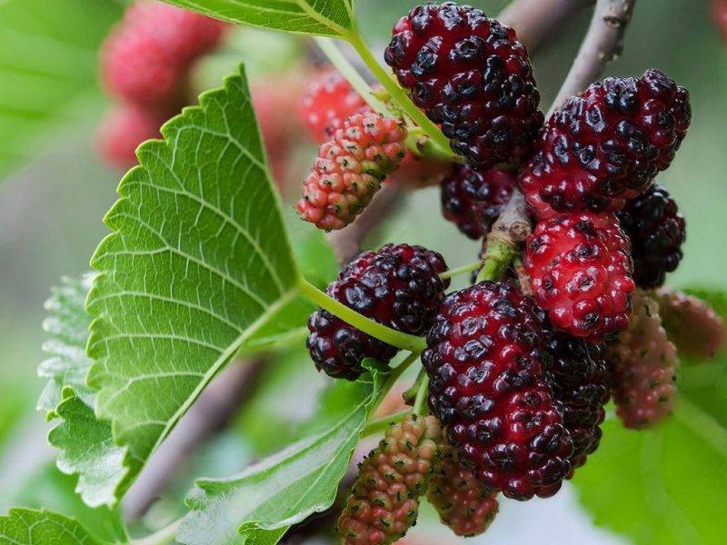 Шелковица купить саженцы из питомнике в Таганроге