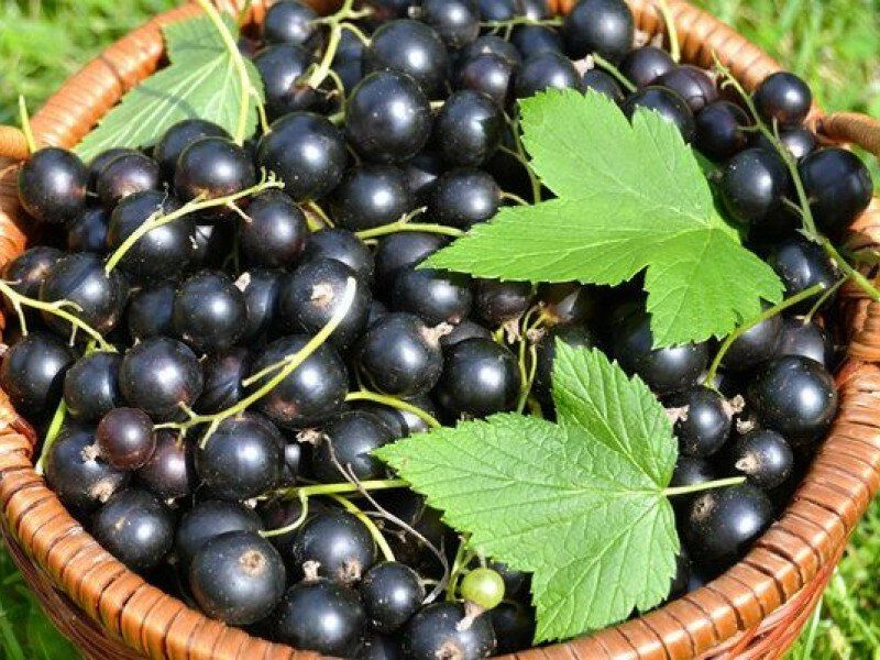 Смородина купить саженцы из питомника в Таганроге