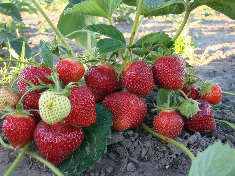 Клубника купить саженцы из питомника в Таганроге
