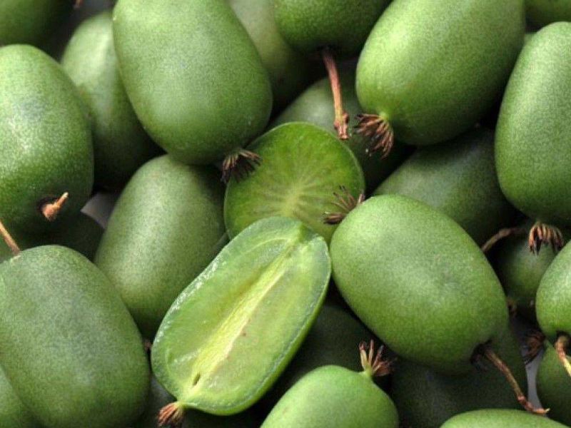 Актинидия купить саженцы из питомнике в Таганроге