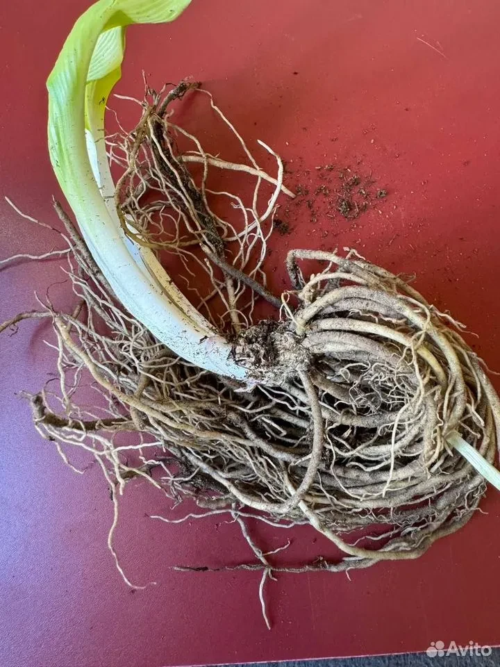 Хоста "ДЕСЕРТ МАУС"