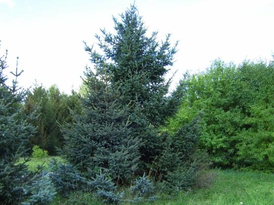 Ель "ВИЛЬСОНА" 2-х летка (стакан С2)